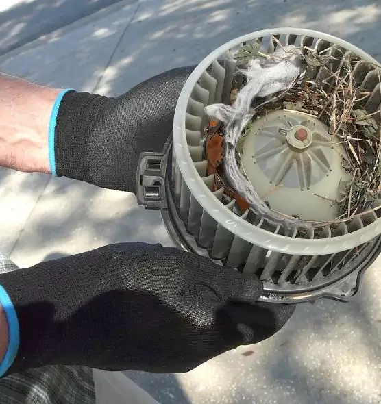 About Air Duct Mice Removal in Rosenberg, TX